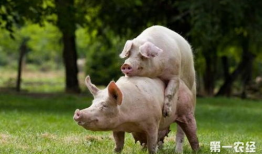 猪配种视频,从亲密接触至成功受孕