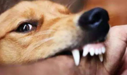 狂犬病发作视频,狂犬病发作现场全程记录